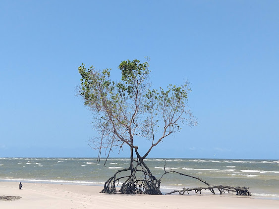 Praia da Barra Velha na Ilha de Marajó